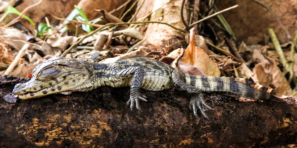 costa rica vacations packages