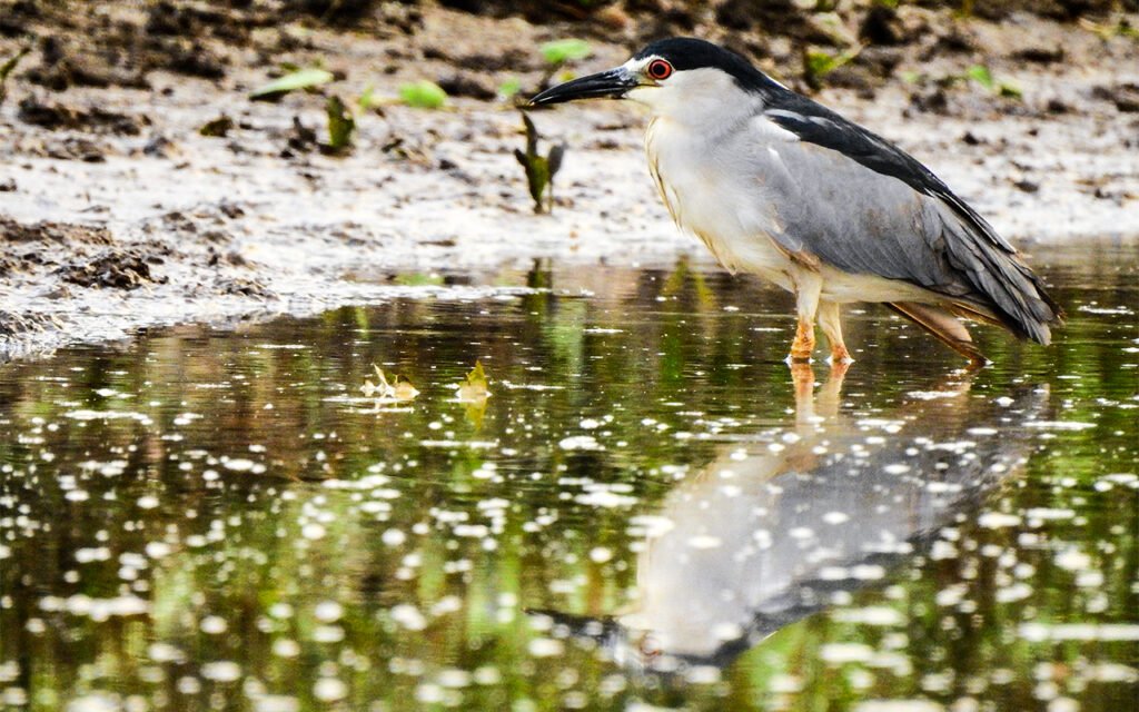 15 days Birding Trip in Costa Rica with Renzo 2 birding hotspot costa rica
