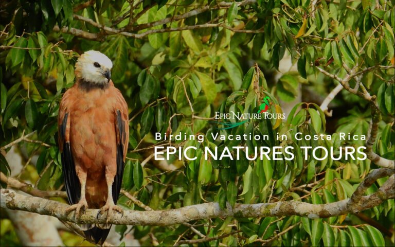 Birding vacation in Costa Rica with Epic Tours