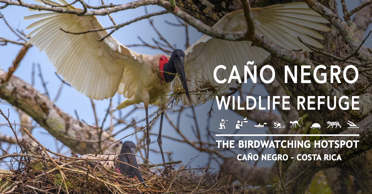 Ecotourism in Costa Rica 5 Jabiru vacation package