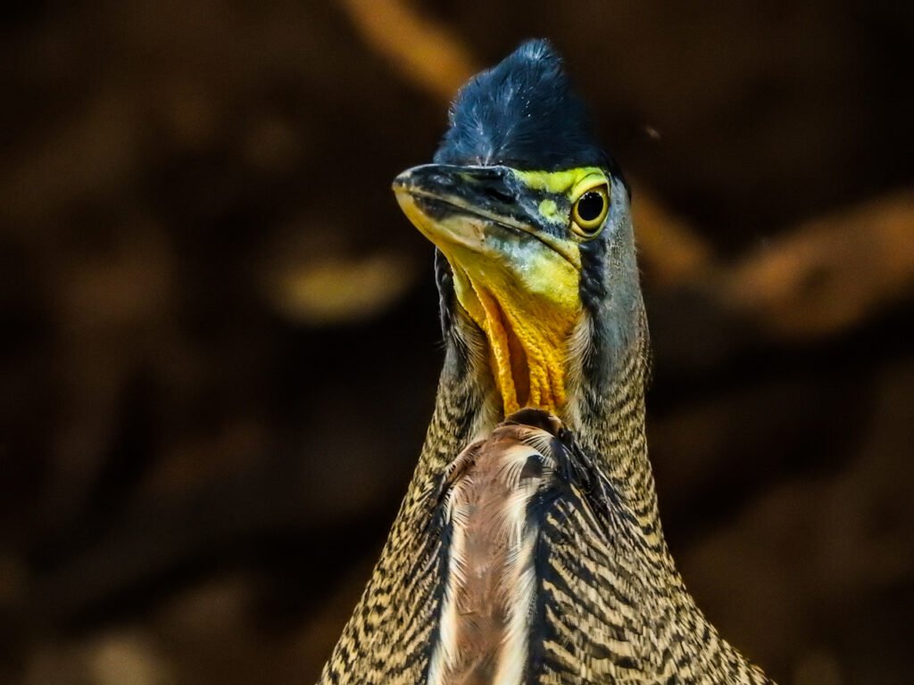 10 days Birding Trip in Costa Rica with Renzo 1 Birding trip in Costa Rica