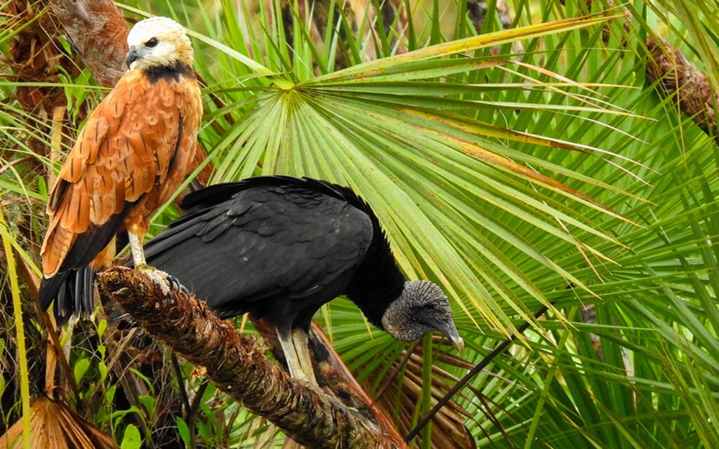 #1 Best Jabiru Birding Costa Rica Vacation Package