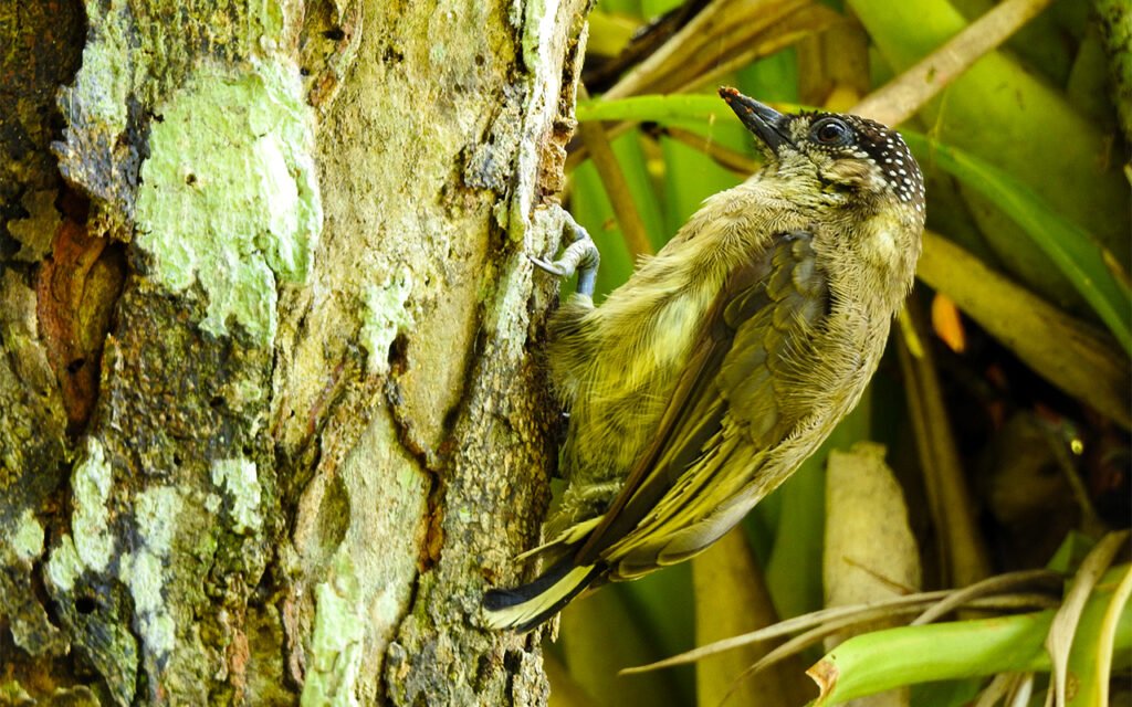 Birding vacation in Costa Rica with Epic Tours