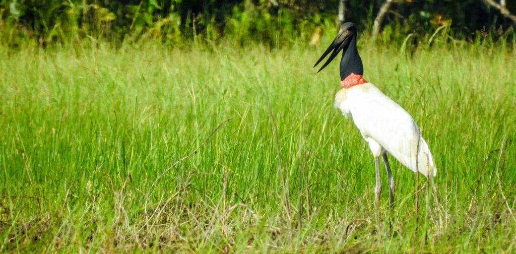 10 days Birding Trip in Costa Rica with Renzo 5 jabiru costa rica