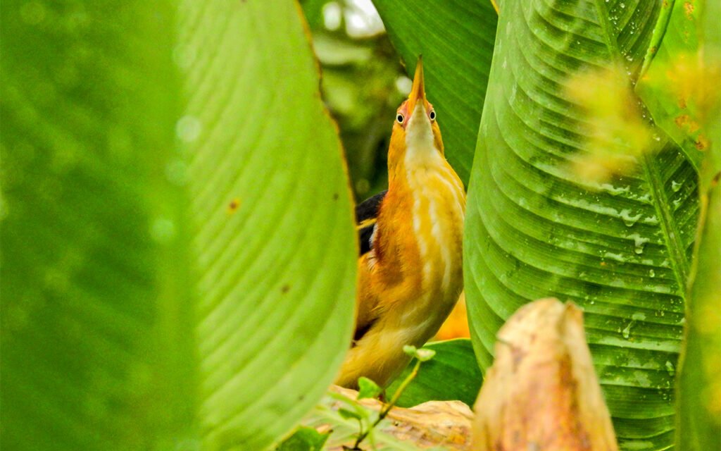 15 days Birding Trip in Costa Rica with Renzo 3 #1 Birding trip in Costa Rica