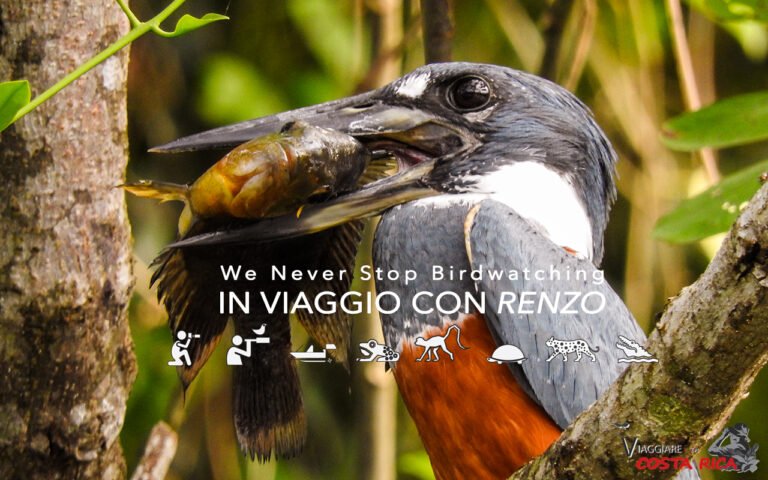 10 days Birding Trip in Costa Rica with Renzo
