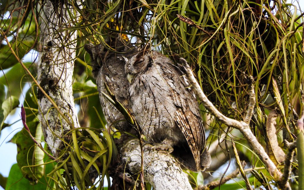 15 days Birding Trip in Costa Rica with Renzo 4 birding hotspot costa rica