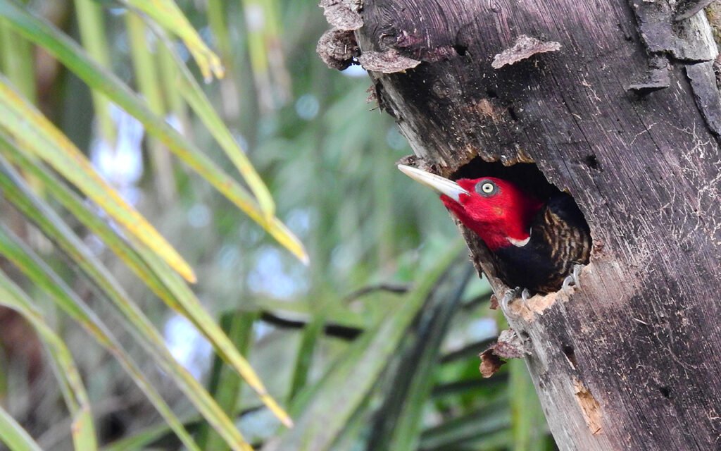 #1 Birding trip in Costa Rica