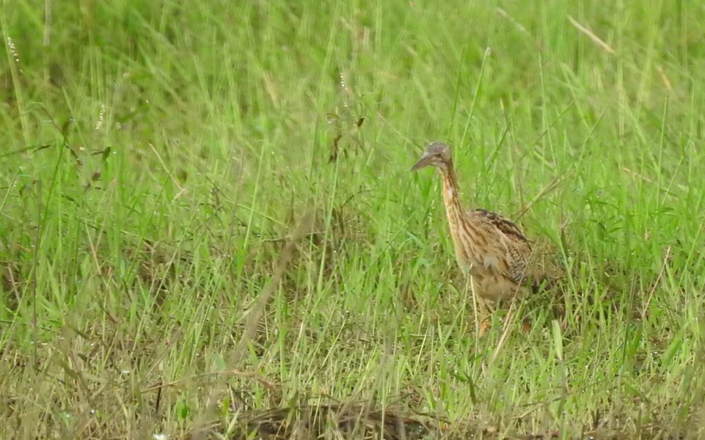 Birding vacation package Costa Rica 4 Birding Vacation Package Costa Rica