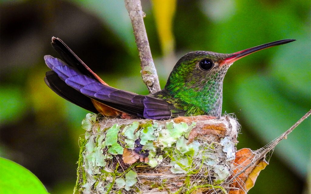 1 Best Pinnated bittern Birding Package Costa Rica