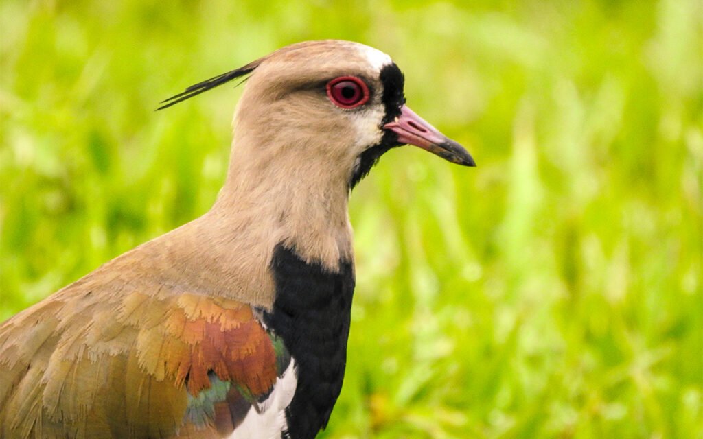 1 Best Pinnated bittern Birding Package Costa Rica