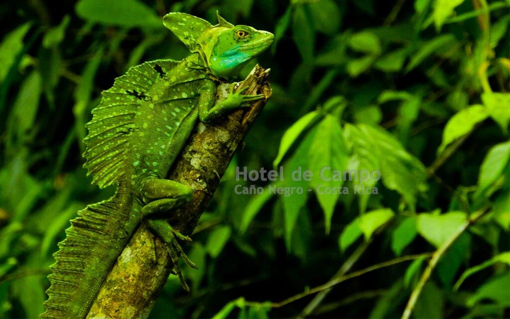 Caño Negro Wildlife Refuge