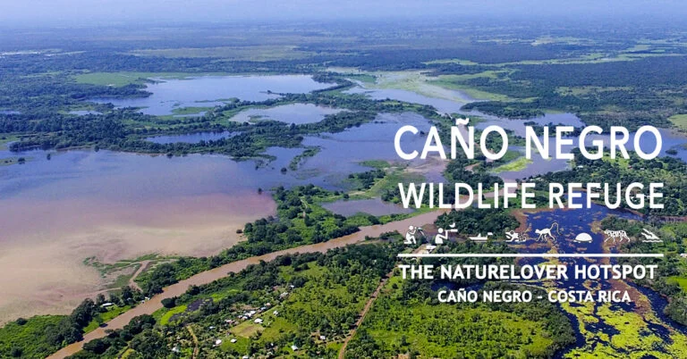 birding experience in Caño Negro