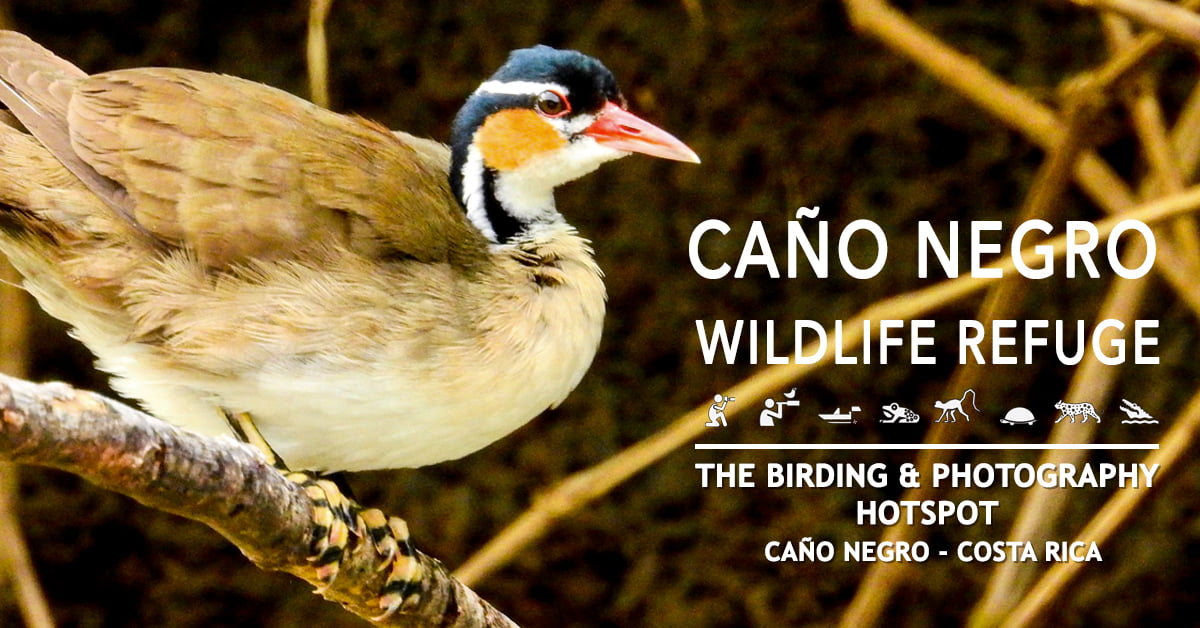 Post 8 birding experience in Cano Negro