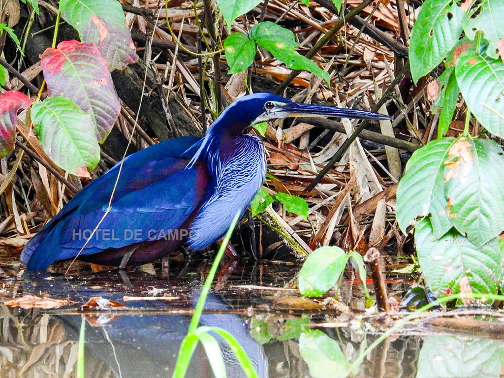 Birding experience in Caño Negro 2 Agami Heron Costa Rica caño negro refuge