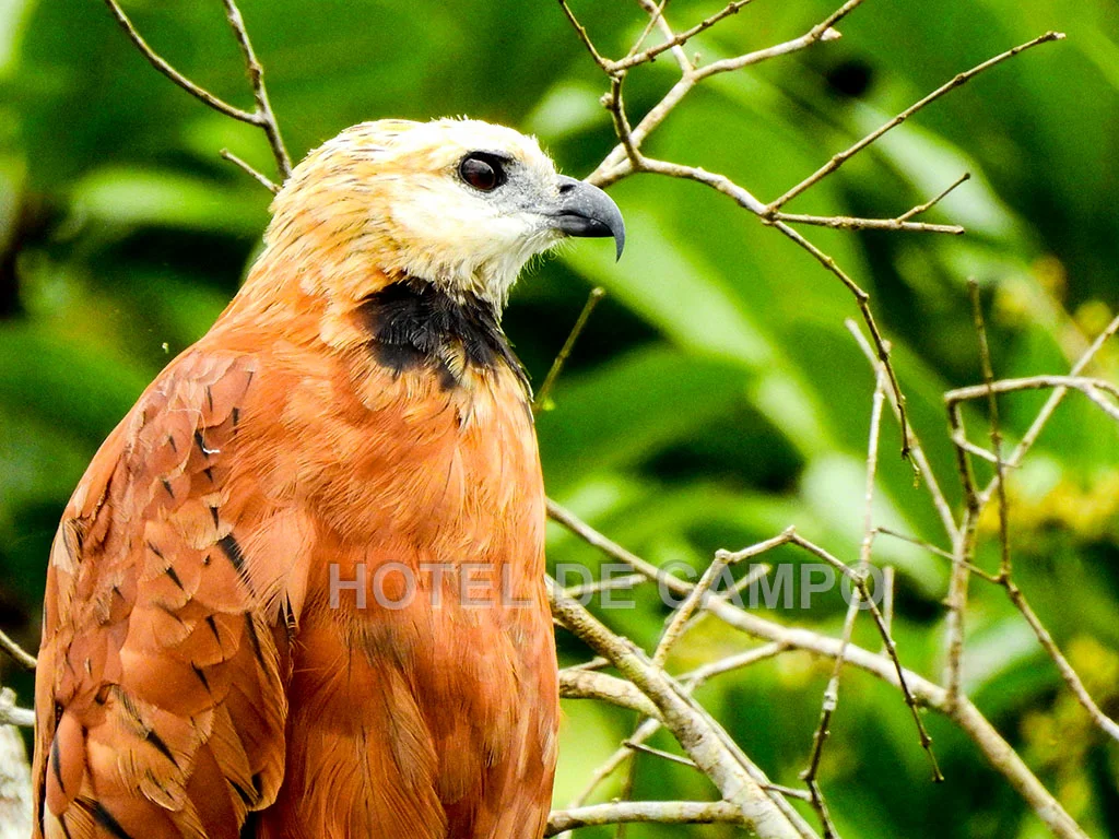 Birding experience in Caño Negro 3 black collared hawk costa rica