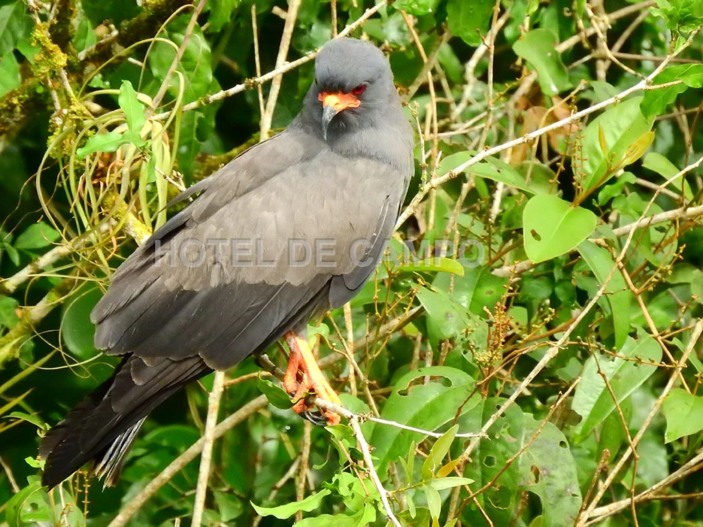 Birding experience in Caño Negro 5 snail kite Costa Rica