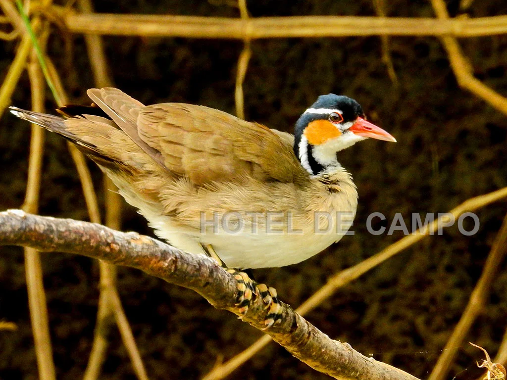 Birding experience in Caño Negro 6 sungrebe costa rica