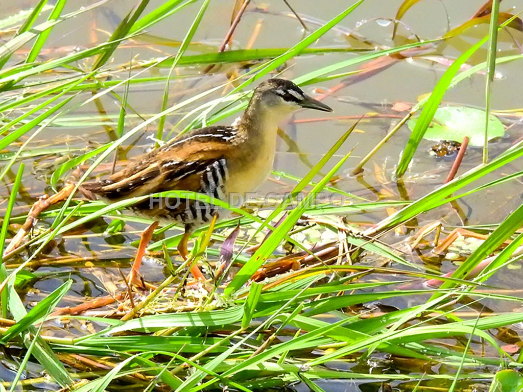 Birding experience in Caño Negro 4 yellow breasted crake costa rica