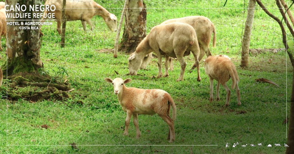 Rural tourism, or agrotourism are two terms that describe the essence of Hotel de Campo.