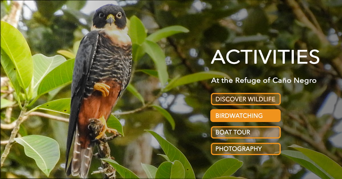 costa rica cano negro BIRDWATCHING bat falcon