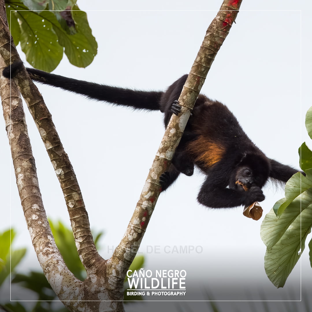 Howler monkey Wildlife Costa Rica Cano Negro Refuge