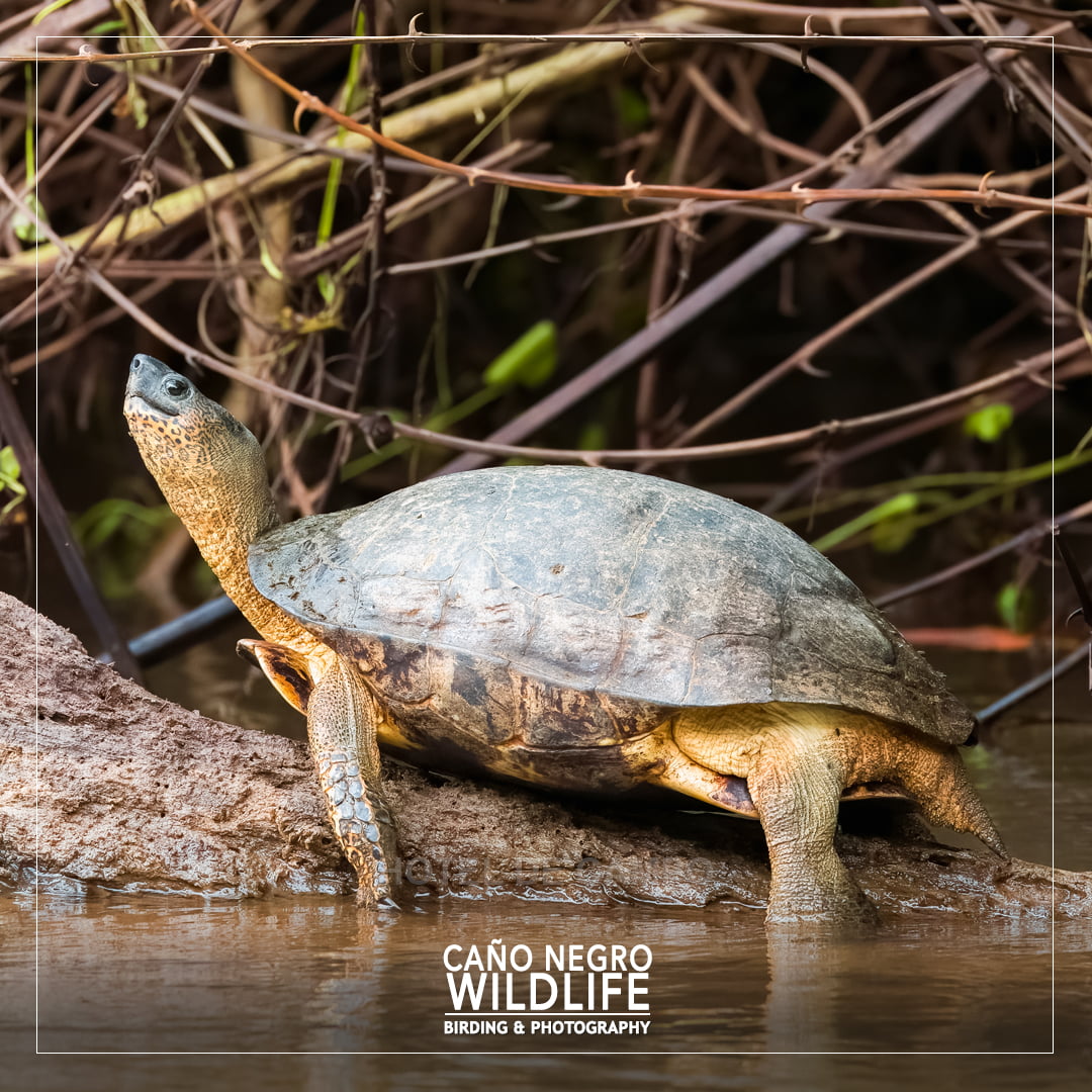 Turtle of Costa Rica Cano Negro Refuge