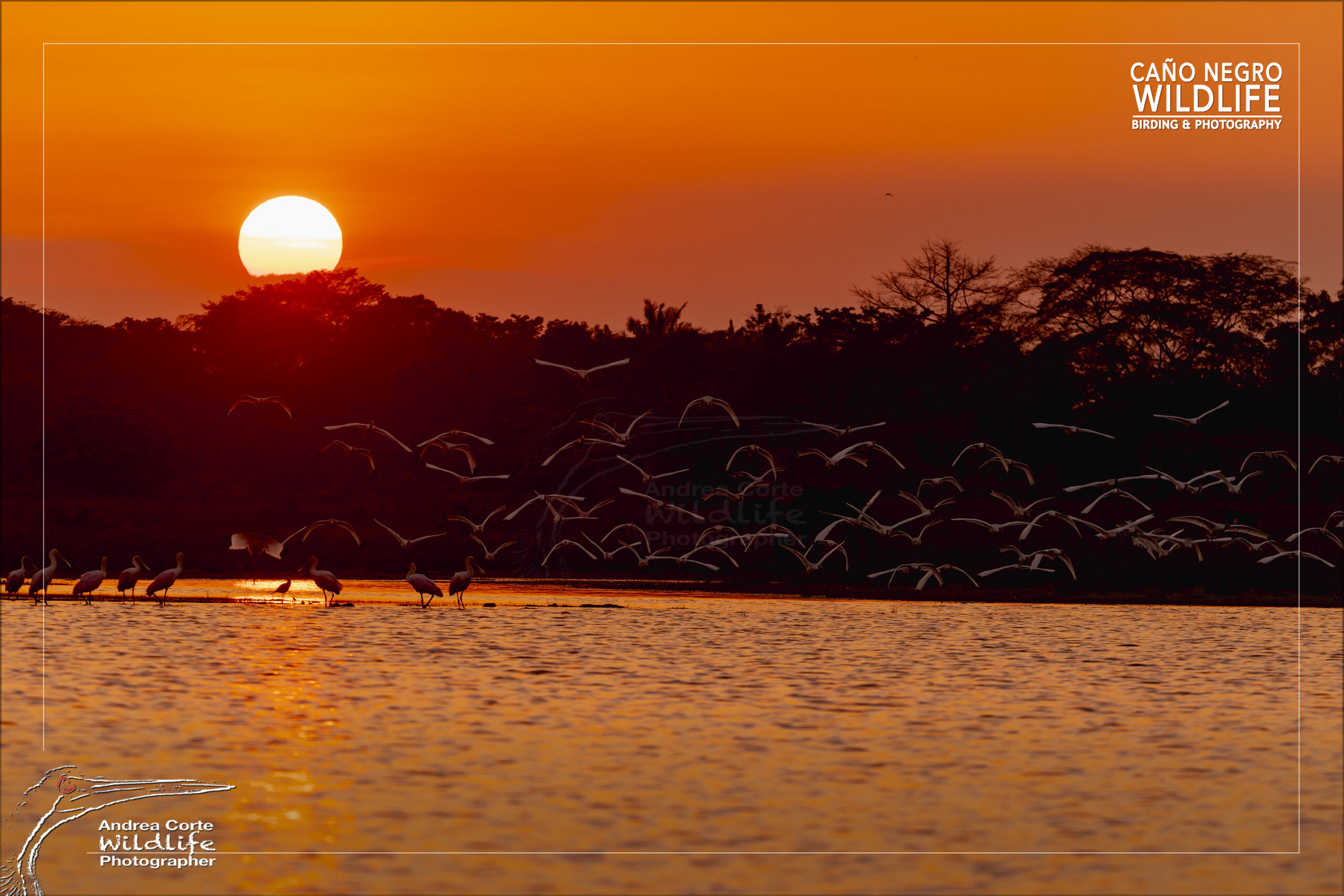 Post 4 white ibis flying in the sunset scaled