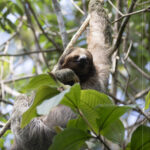 hanging sloth in the National Refuge of Cano Negro