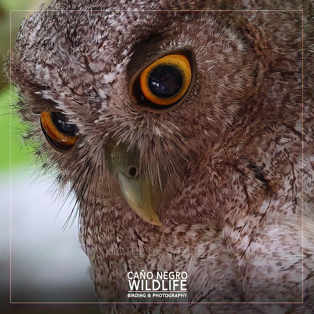 pacific screech owl costa rica eyes